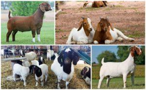 Descripción y características de las cabras Boer, reglas para su mantenimiento.