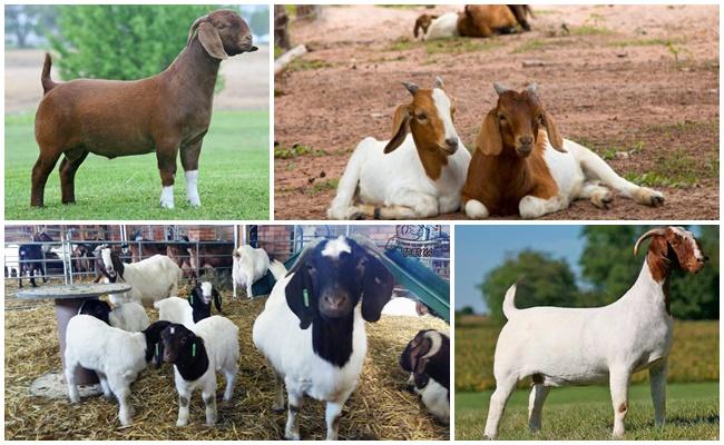 boer goat