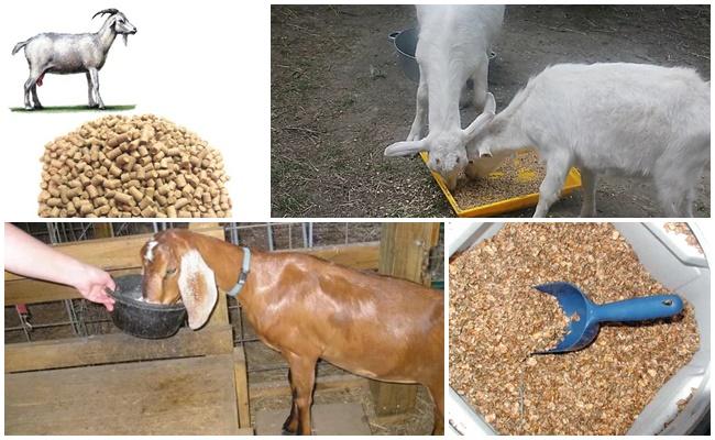 feeding goats