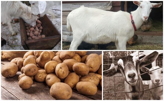 potatoes for goats