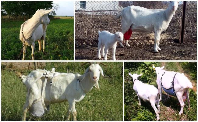 coli untuk kambing