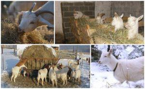 Comment nourrir une chèvre en hiver en plus du foin, faire un régime à la maison