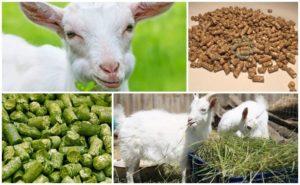 Composition of mixed feed for goats and rules of cooking with your own hands, storage