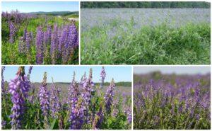 Description and seeding rate of forage grass goat's rue, its application for goats