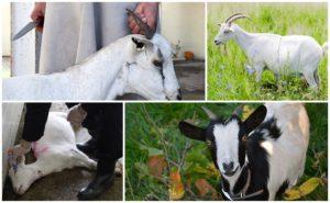 Cómo cortar correctamente las cabras en casa, métodos de sacrificio y despiece de canales.