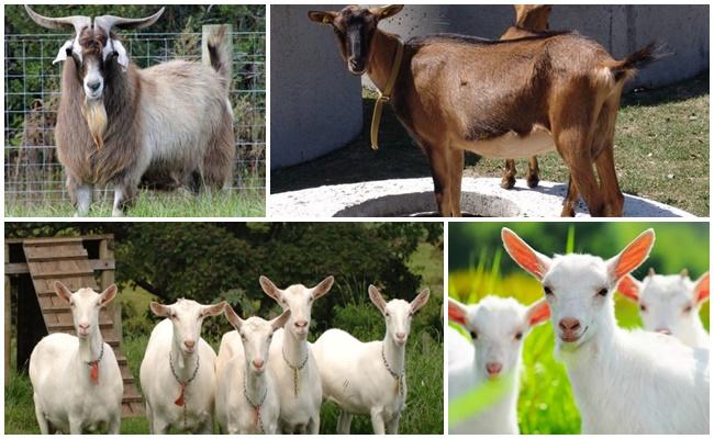 diferentes cabras