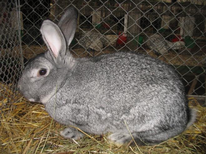 pregnant rabbit