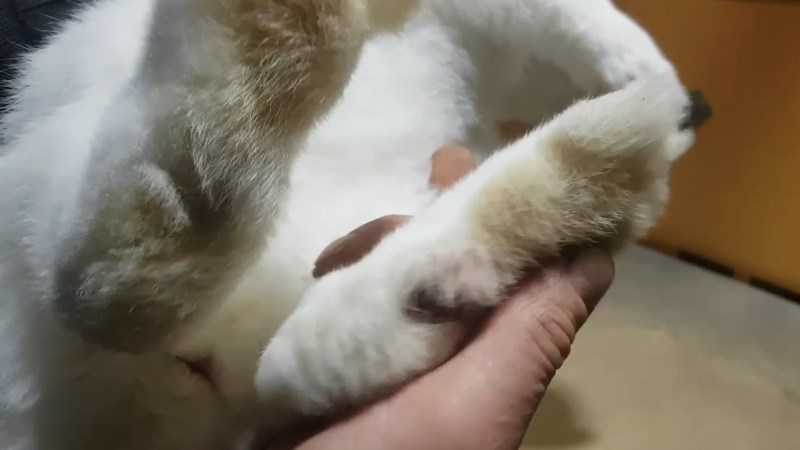 pododermatitis in rabbits