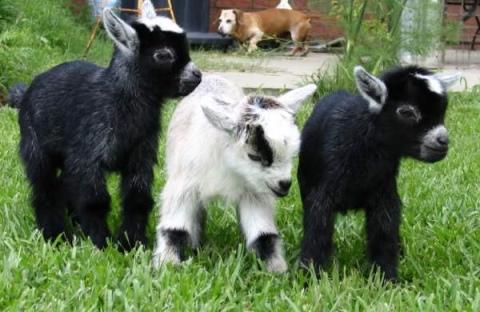 Decorative goats