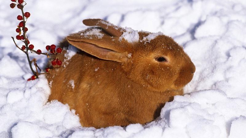 conejo en la nieve