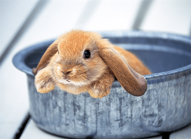 bathing a rabbit in a basin