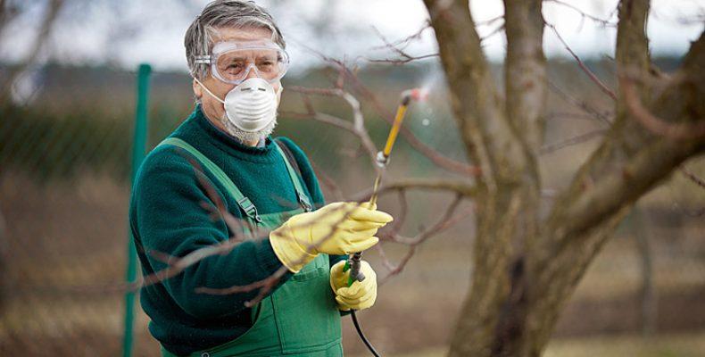 spraying a tree