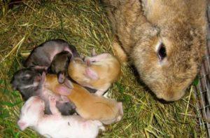 How many times a day does the rabbit feed newborn rabbits and features