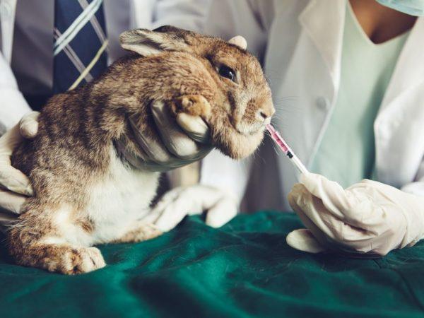 droga de conejo