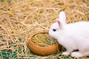 Combien de fois par jour les lapins doivent-ils être nourris et un tableau des taux d'ingestion