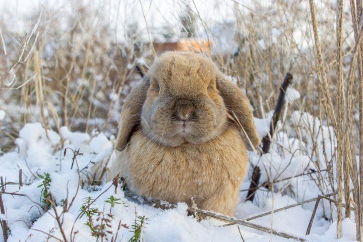 lapin dans la neige