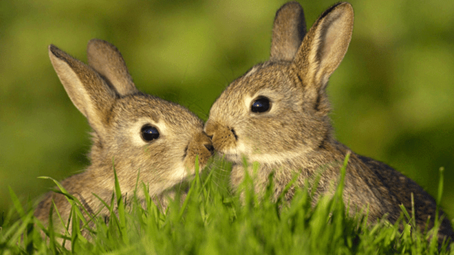 accouplement de lapins