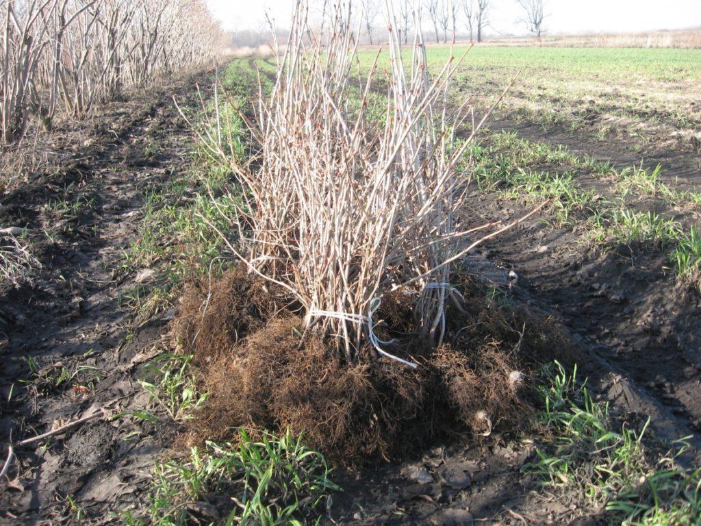 dividing a bush