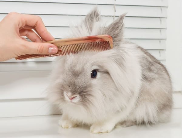 cortes de pelo de conejo