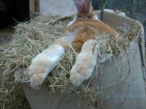 Quel foin et quelle paille sont les meilleurs pour nourrir les lapins et les règles d'introduction au régime