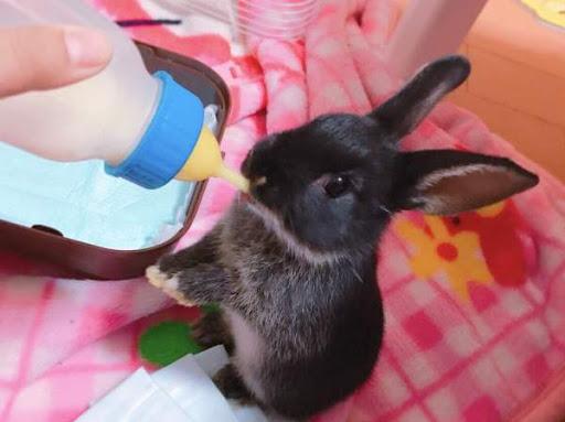 feeding rabbits