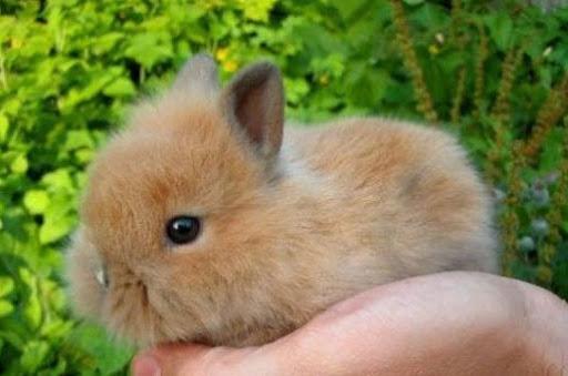 dwarf rabbit