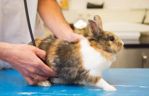 castration of rabbits