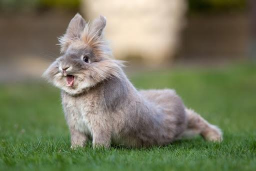 beautiful rabbit