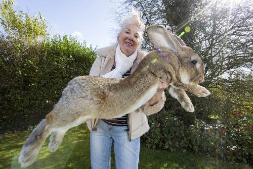 gros lapin