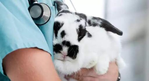 rabbit in arms