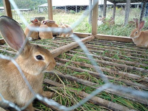 enclos de lapin