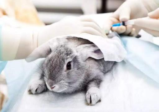 vaccin de lapin