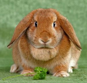 Description des lapins de la race des moutons pliés et gardés à la maison