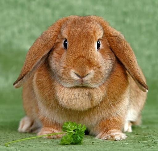 bélier à oreilles tombantes de lapin