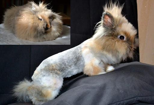 rabbit haircuts