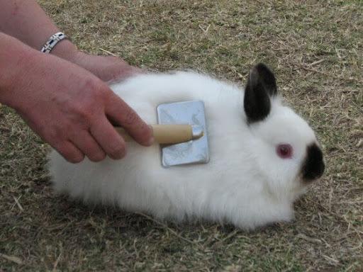 combing rabbits