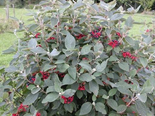 viburnum gordovina