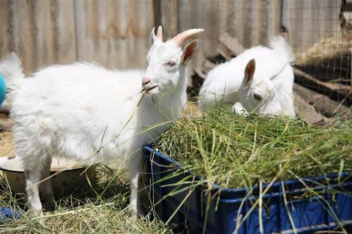 dairy goats