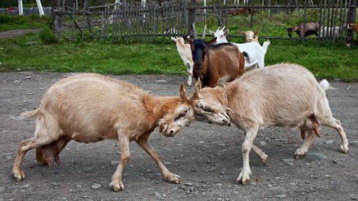 trasero de cabras