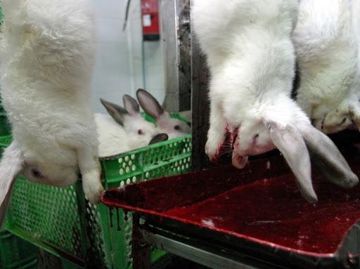 slaughtering rabbits