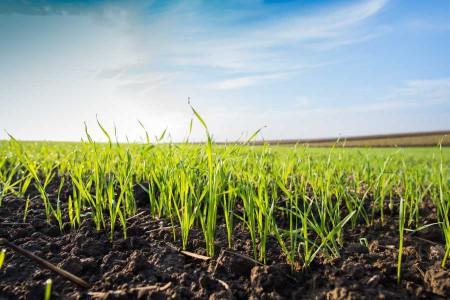 plant on the field