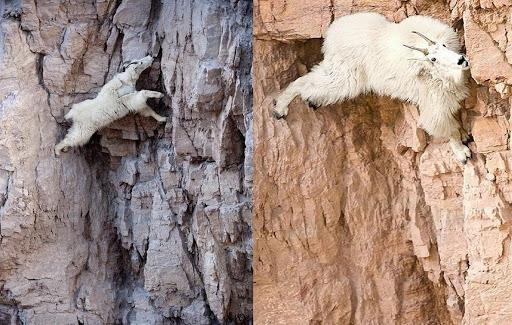 Mountain goat