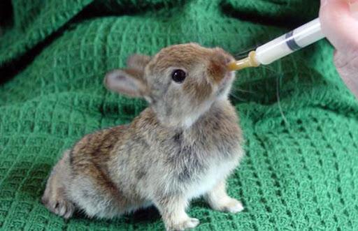 feeding rabbits