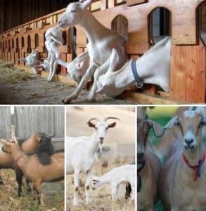 Examples of goat nicknames and a list of 200+ names for boys and girls