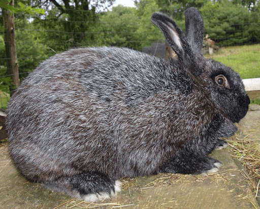 beautiful rabbit