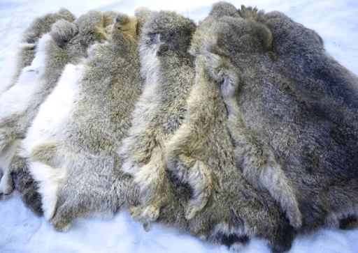 rabbit skins