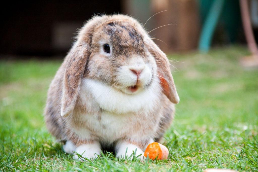 rabbit lop-eared ram