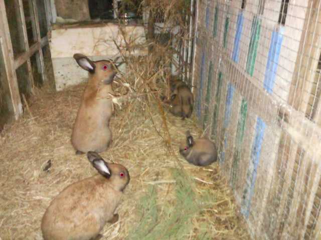 feeding rabbits