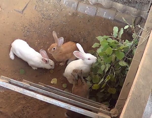 keeping rabbits in the pit