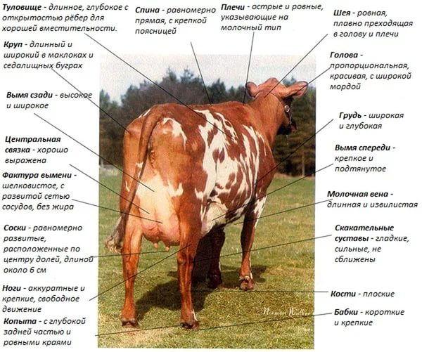 grading of livestock